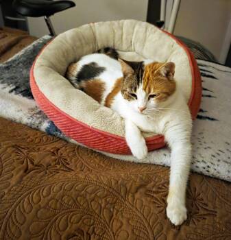 Maggie #1941 - Offered by Owner - Calico -  Calico and Domestic Short Hair Cat for Adoption in Hillsboro, Oregon - Maggie #1941 - Offered By Owner - Calico | PetCurious