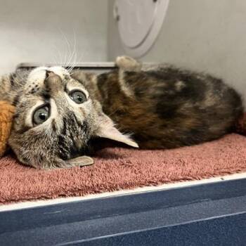 Luna -  Domestic Short Hair Cat for Adoption in Dayton, Ohio - Luna | PetCurious