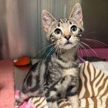 Gene -  Domestic Short Hair Cat for Adoption in Waynesville, North Carolina - Gene | PetCurious