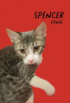 Rescue American Shorthair and Tabby Cats for Adoption in Pensacola, Florida - Spencer | PetCurious