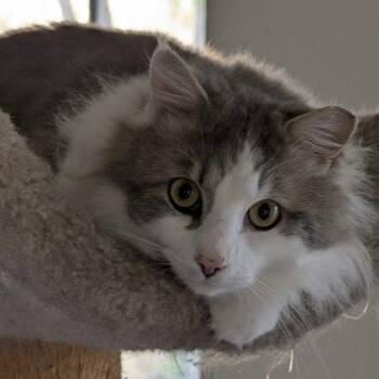 Maine Coon and Domestic Long Hair Cats Available for Adoption in Knoxville, Tennessee - Pewter | PetCurious