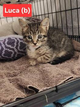 Luca (In foster) -  Domestic Short Hair Cat for Adoption in PORT WENTWRTH, Georgia - Luca (In Foster) | PetCurious