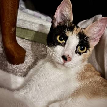 Leah -  Domestic Short Hair Cat for Adoption in Liverpool, Texas - Leah | PetCurious