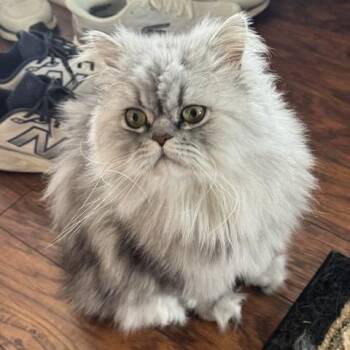 Blue -  Persian Cat for Adoption - Blue | PetCurious