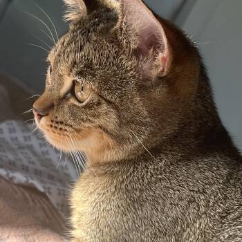 Tabby Cats Available for Adoption - Amol | PetCurious