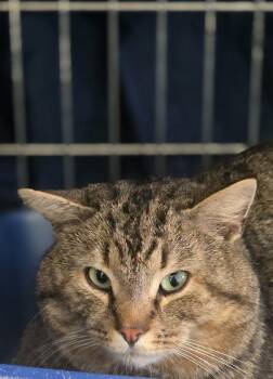 Domestic Short Hair Cats Available for Adoption in Athens, Ohio - Sid | PetCurious