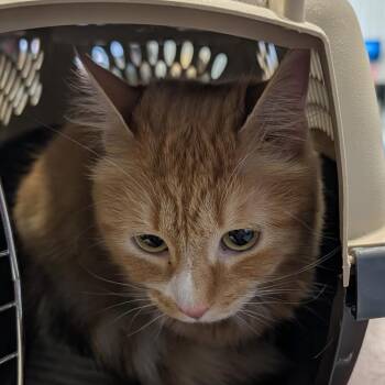 Charlotte -  Domestic Short Hair Cat for Adoption in Corydon, Indiana - Charlotte | PetCurious