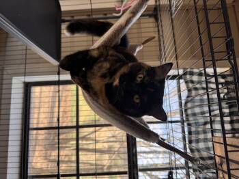 Rescue Tortoiseshell Cats for Adoption in Sequatchie, Tennessee - Mona Lisa | PetCurious