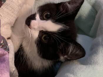 Mona -  Domestic Short Hair Cat for Adoption in Diamond Springs, California - Mona | PetCurious