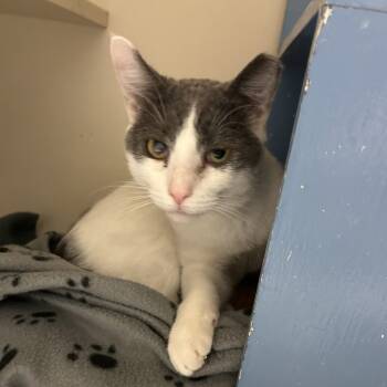 Rescue Domestic Short Hair Cats for Adoption in Pittsburgh, Pennsylvania - Patches | PetCurious