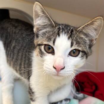 Hank (Bonded with Lucy) -  Domestic Short Hair Cat for Adoption in Naperville, Illinois - Hank (Bonded With Lucy) | PetCurious