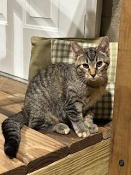 Abby -  Domestic Short Hair Cat for Adoption in Effingham, Illinois - Abby | PetCurious