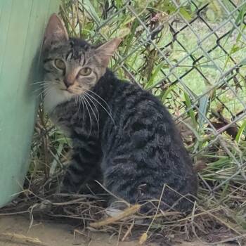 Rescue Domestic Short Hair Cats for Adoption in Cabot, Arkansas - (WC) Louisiana | PetCurious