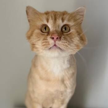 Phantom -  Domestic Long Hair Cat for Adoption in Rochester, Minnesota - Phantom | PetCurious