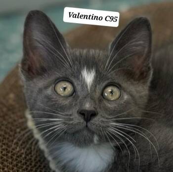 Valentino -  Domestic Medium Hair Cat for Adoption in Morganton, North Carolina - Valentino | PetCurious