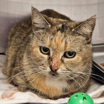 Rescue Domestic Short Hair Cats for Adoption in Gloucester, Virginia - Aunt Rita | PetCurious