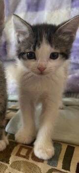 Domestic Short Hair Cats Available for Adoption in Fruit Heights, Utah - Tiger Lily | PetCurious