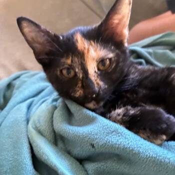 Button -  Domestic Short Hair Cat for Adoption in Washougal, Washington - Button | PetCurious