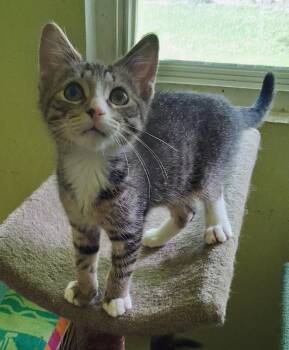 Matias -  Domestic Short Hair Cat for Adoption - Matias | PetCurious