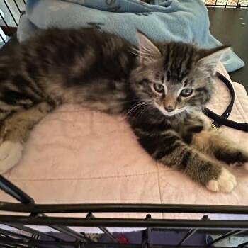 Evaristo -  Domestic Medium Hair Cat Available for Adoption in Priest River, Idaho - Evaristo | PetCurious