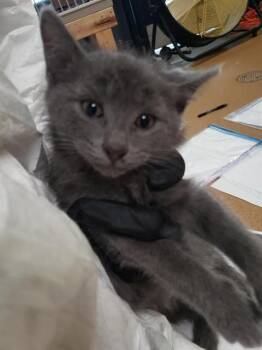 MALLORY -  Domestic Medium Hair and Domestic Short Hair Cat for Adoption in Omaha, Nebraska - MALLORY | PetCurious