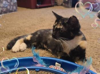 Vienna -  Calico Cat for Adoption in Miami, Oklahoma - Vienna | PetCurious