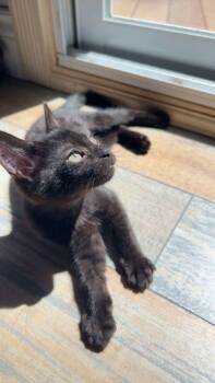 Dash -  Domestic Short Hair Cat for Adoption in Courtenay, British Columbia - Dash | PetCurious