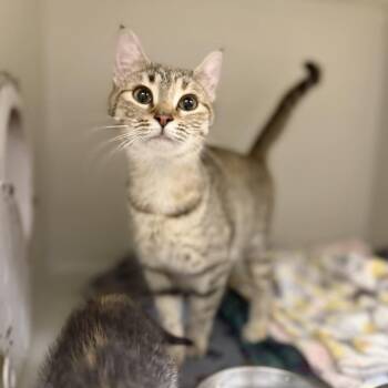 Vanilla Bean -  Domestic Short Hair Cat for Adoption in Pawling, New York - Vanilla Bean | PetCurious