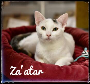 Rescue Domestic Short Hair Cats for Adoption in El Cajon, California - Za'atar | PetCurious