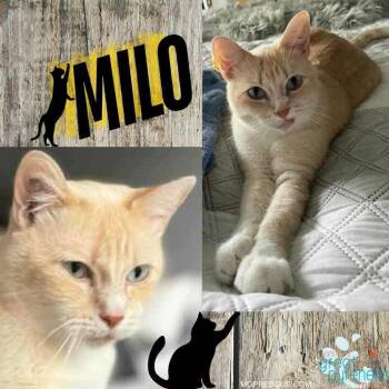 Rescue Domestic Short Hair Cats for Adoption in New Bothwell, Manitoba - Milo | PetCurious