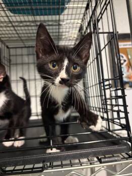 Toey -  Domestic Short Hair Cat for Adoption in Metter, Georgia - Toey | PetCurious