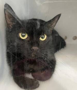 Celly -  Domestic Short Hair Cat for Adoption - Celly | PetCurious