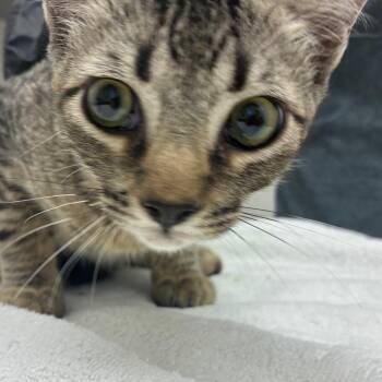 Rio -  Domestic Short Hair Cat for Adoption in Corpus Christi, Texas - Rio | PetCurious