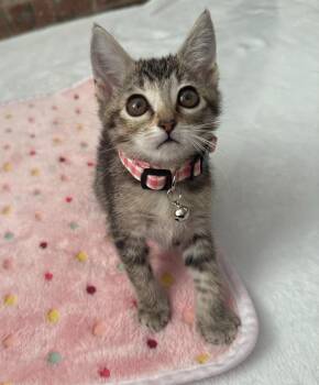 Rescue Domestic Short Hair Cats for Adoption in Tustin, California - Charlie | PetCurious