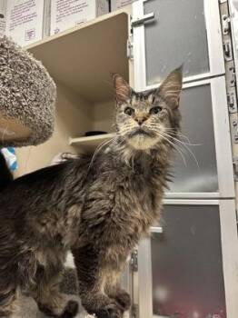 Anne -  Maine Coon Cat for Adoption in Quakertown, Pennsylvania - Anne | PetCurious