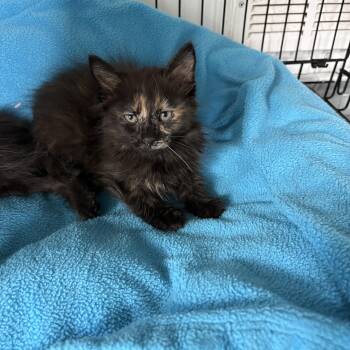 Sara -  Tortoiseshell Cat for Adoption in Big Rapids, Michigan - Sara | PetCurious