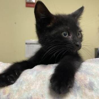 Domestic Medium Hair Cats Available for Adoption in Richmond, Virginia - Heather | PetCurious