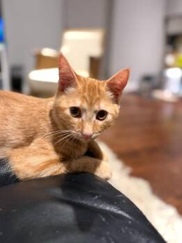 Leo 4 -  Domestic Short Hair Cat for Adoption in Arthur, Ontario - Leo 4 | PetCurious