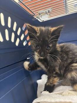 Pumpkin Seed -  Domestic Short Hair Cat for Adoption in Charleston, South Carolina - Pumpkin Seed | PetCurious