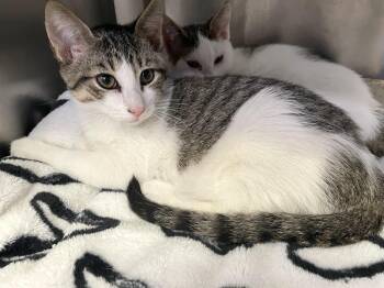 Rescue Domestic Short Hair Cats for Adoption in Wantagh, New York - Licorice | PetCurious