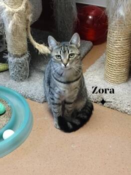 Zora -  Domestic Medium Hair Cat for Adoption in Monroe, Ohio - Zora | PetCurious
