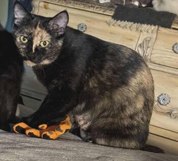 Rescue Tortoiseshell and Domestic Short Hair Cats for Adoption in Chandler, Arizona - Almendra Nuez | PetCurious