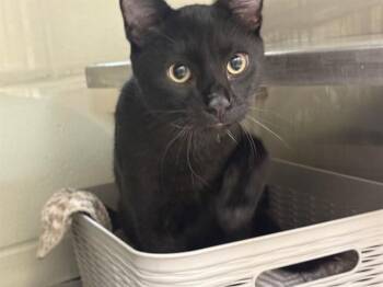 TEDDY -  Domestic Short Hair Cat for Adoption in Pueblo, Colorado - TEDDY | PetCurious