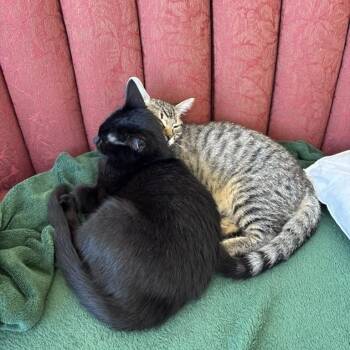 Princess and Homer -  Domestic Short Hair Cat for Adoption in Seattle, Washington - Princess And Homer | PetCurious