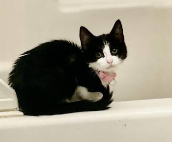 Rescue Domestic Short Hair Cats for Adoption in Philadelphia, Pennsylvania - Marsha | PetCurious
