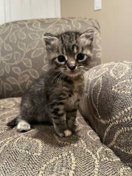 Gizmo -  Domestic Short Hair Cat for Adoption in Pomona, New York - Gizmo | PetCurious