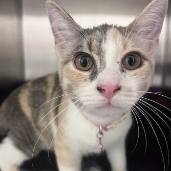 Hazel -  Domestic Short Hair Cat for Adoption in Bentonville, Arkansas - Hazel | PetCurious