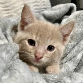 Tabby and Domestic Short Hair Cats Available for Adoption in Vaughan, Ontario - Carson | PetCurious
