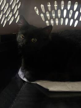 Silo -  Domestic Short Hair Cat for Adoption in Cincinnati, Ohio - Silo | PetCurious