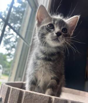 Domestic Short Hair Cats Available for Adoption in Fort Worth, Texas - Sandy | PetCurious